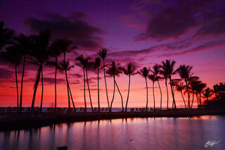 H030 Sunset Afterglow and Palm Trees, Big Island Hawaii