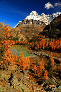 M115 Golden Larch and Mt Huber, Opabin Plateau, Canada