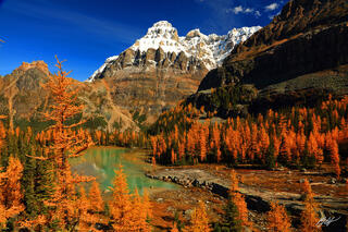 M116 Golden Larch and Mt Huber, Opabin Plateau, Canada