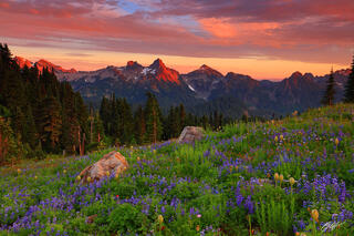 M170 Sunset Wildflowers and the Tatoosh Range, Washington