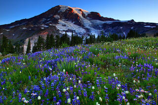 M204 Sunrise Wildflowers and Mt Rainier, Washington