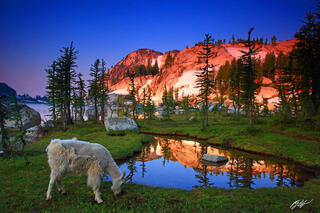 M214 Mountain Goat at Sunrise, Enchantments, Washington 