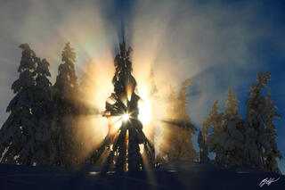M234 Sun Explosion through Frozen Alpine Trees, Washington