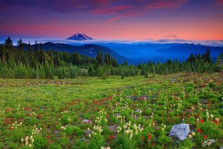 M272 Sunset Wildflowers and Mt Adams, Washington