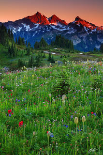 M275 Sunset Wildflowers and the Tatoosh Range, Washington