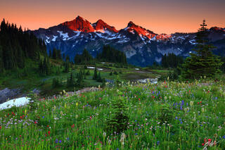 M276 Sunset Wildflowers and the Tatoosh Range, Washington