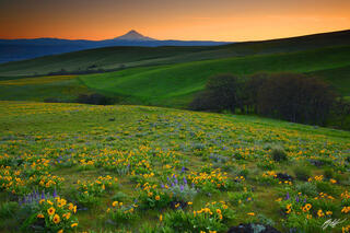 Sunset Wildflowers and Mt Hood, Washington 