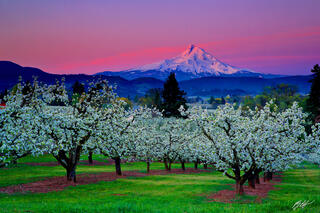 M318 Sunrise Mt Hood and Blooming Fruit Orchards, Oregon
