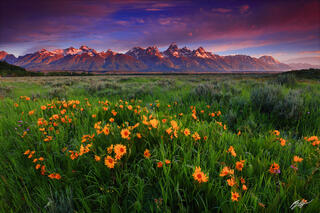 M326 Sunrise Wildflowers and the Grand Tetons, Wyoming