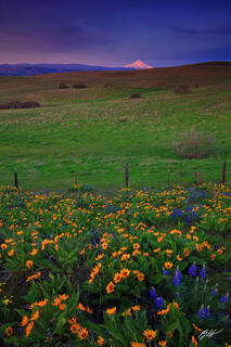 M383 Sunrise Wildflowers and Mt Hood, Columbia Hills, Washington