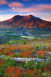 M410 Sunrise Wildflowers and Mt St Helens. Washington