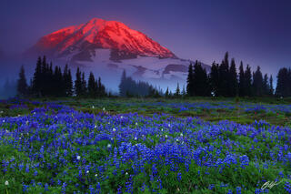 M425 Sunset Wildflowers and Mt Rainier, Washington