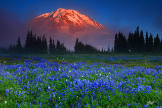 M426 Sunset Wildflowers and Mt Rainier, Washington