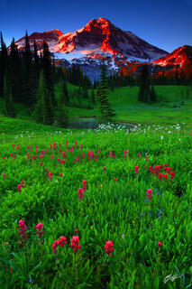 M431 Sunset Wildflowers and Mt Rainier, Washington