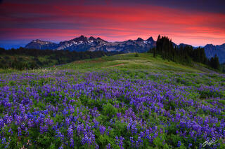 M449 Sunset Wildflowers and the Tatoosh Range, Washington