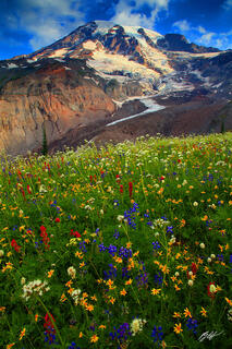 M451 Wildflowers and Mt Rainier, Mt Rainier National Park, Washington 