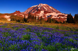M485 Sunset Wildflowers and Mt Rainier, Washington