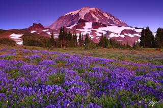 M486 Sunset Wildflowers and Mt Rainier, Washington