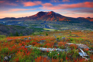 P159 Sunrise Wildflowers and Mt St Helens, Johnston Ridge, Washington