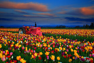 P163 Tulips and Tractor at Sunset, Oregon