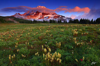 P199 Sunset Wildflowers and Mt Rainier, Washington