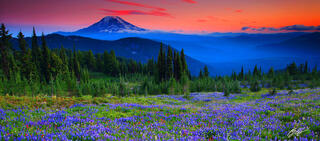 Pano101 Sunset Wildflowers and Mt Adams , Washington