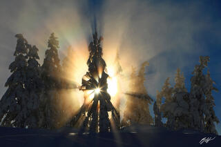 W108 Sun Explosion Through Frozen Trees, Washington