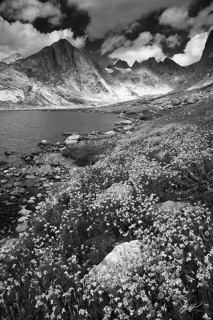 F002 Wildflowers and Upper Titcomb Basin, Wind Rivers, Wyoming print