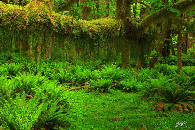 F067 Hanging Mosses, Quinault Rainforest, Washington print