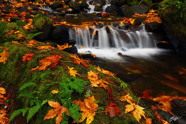 F113 Fall Leaves and Starvation Creek, Columbia River Gorge, Oregon  print