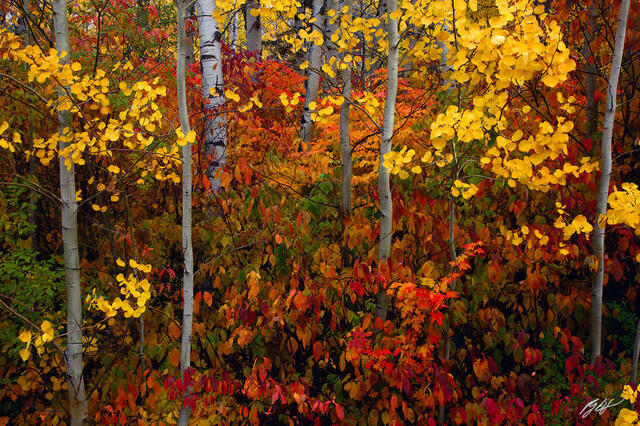 F146 Fall Color and Aspens, Wenatchee National Forest, Washington  print