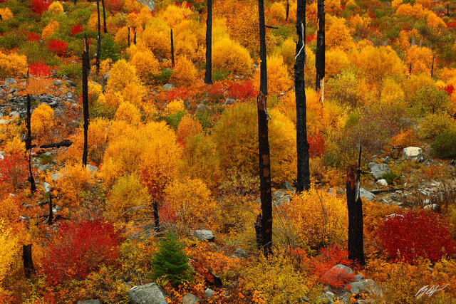 F242 Fall Color and Burn Snags, Tumwater Canyon, Washington print