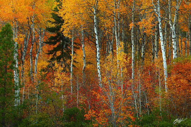 F249 Fall Color and Aspens, Wenatchee National Forest, Washington print