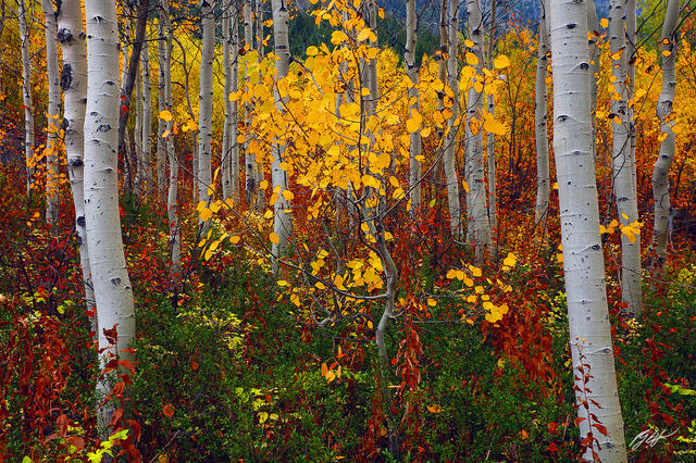 F253 Fall Color and Aspens, North Cascades, Washington print