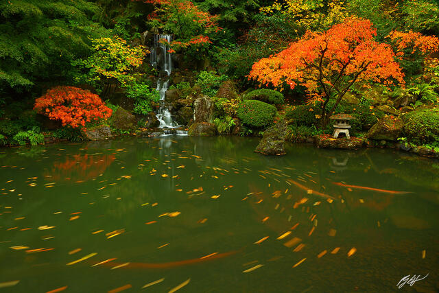 F290 Fall Color and Waterfall, Portland Japanese Garden, Oregon  print