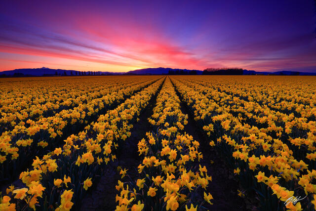 F303 Sunrise Daffodil Field, Skagit Valley, Washington print