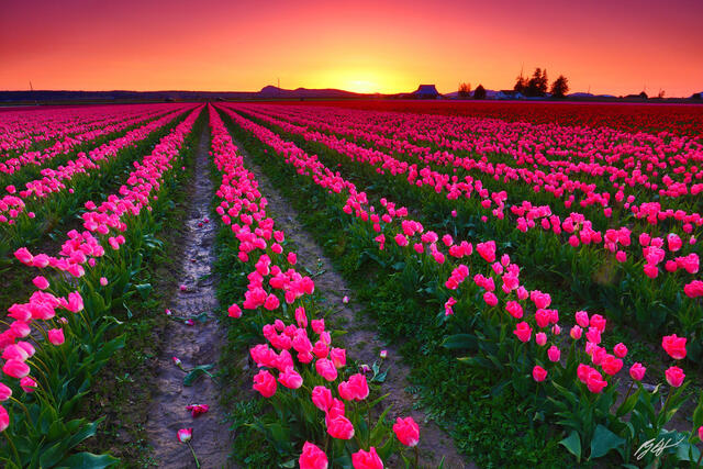 F305 Sunset Tulip Field, Skagit Valley, Washington print