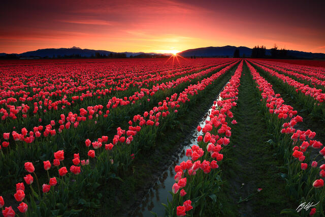 F308 Sunrise over Tulip Fields, Skagit Valley, Washington print