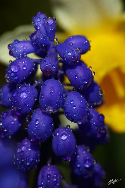F342 Raindrops on Hyacinth, Roozengaarde Garden, Washington print