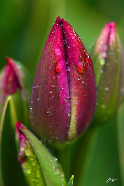F347 Tulips and Raindrops, Skagit Valley, Washington print