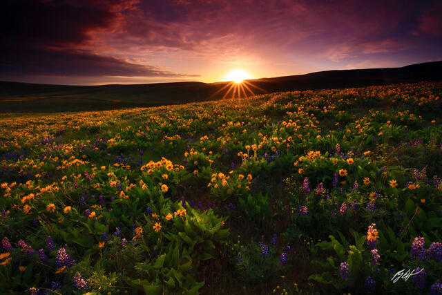 F393 Sunset over Wildflowers, Columbia Hills State Park, Washington print