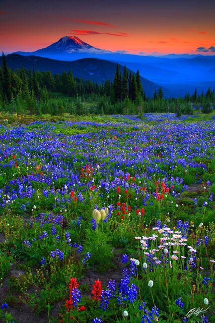 M118 Sunset Wildflowers and Mt Adams, Washington print