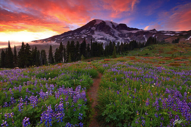 M172 Sunset Wildflowers and Mt Rainier Washington print