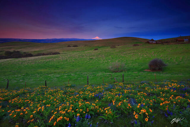 M384 Sunrise Wildflowers and Mt Hood, Columbia Hills, Washington print