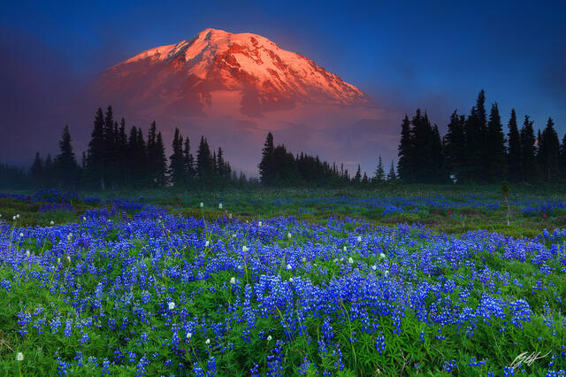 M426 Sunset Wildflowers and Mt Rainier, Washington print
