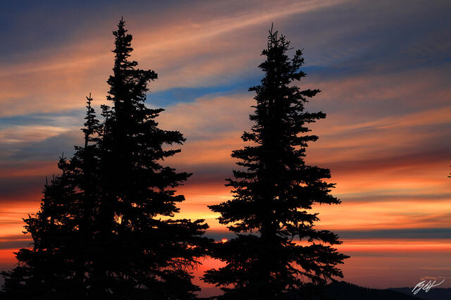 M427 Sunset Through Alpine Trees, Tolmie Peak, Washington print