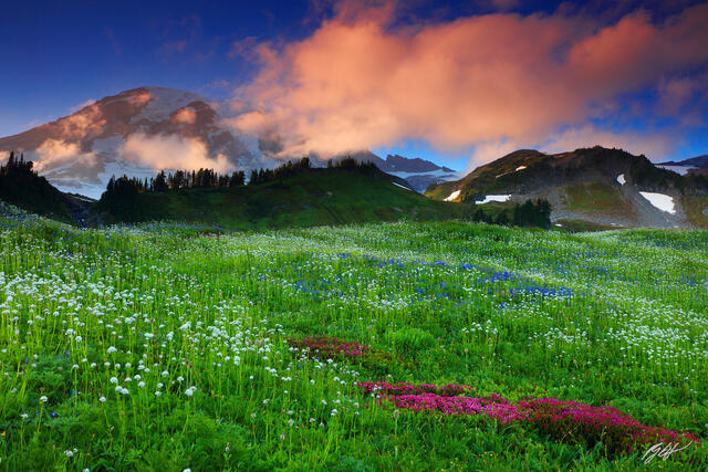 M477 Wildflowers and Mt Rainier, Washington  print