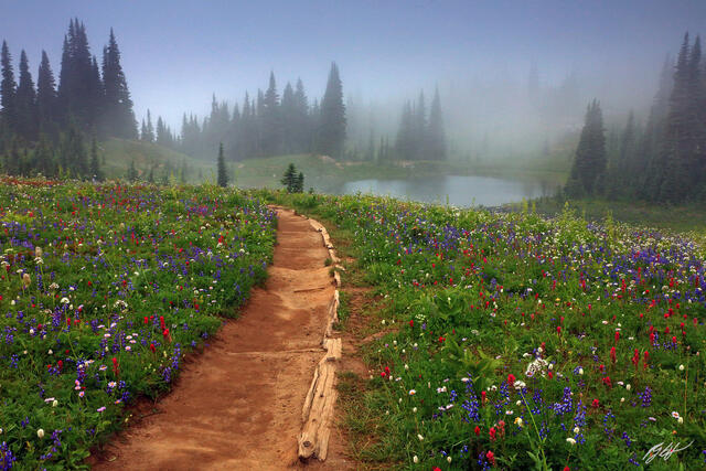 M479 Wildflowers in the Fog, Mt Rainier National Park, Washington print