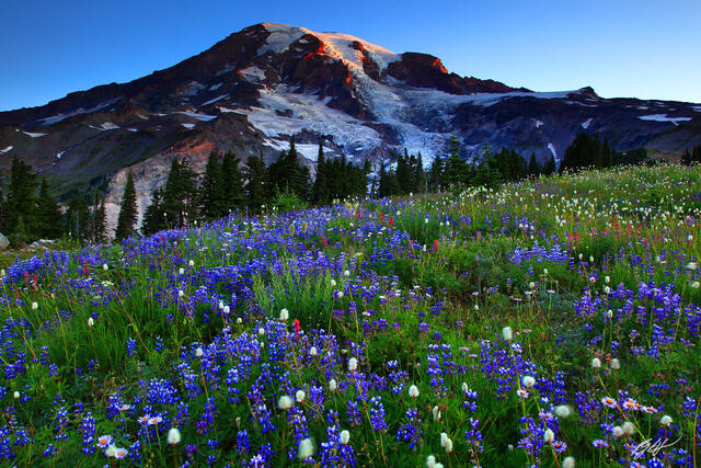 P102 Sunrise Wildflowers and Mt Rainier, Washington print