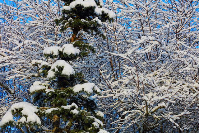 W139 Snowy Trees in Winter, Mukilteo, Washington print